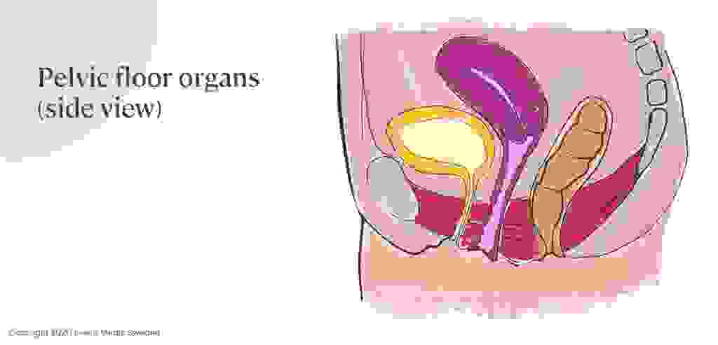 cai130-01-pelvic-floor-organs-side-view-color-1-1-1024x493.jpg