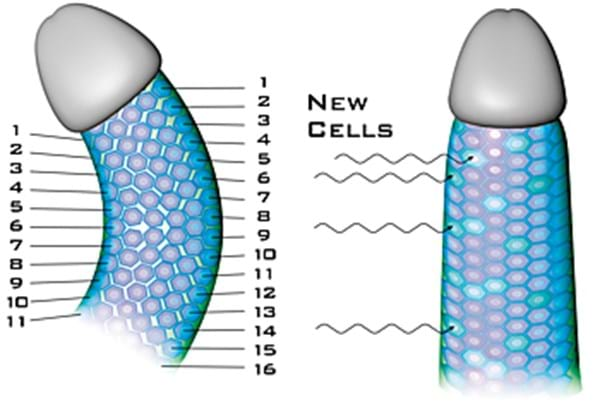 Funktionsprinzip.-.PeniMaster-Penisbegradigung-Zellbildung-EN.png_th350.jpeg