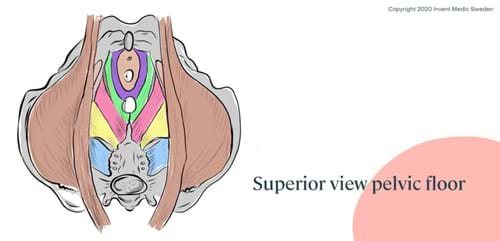 Pelvic Floor