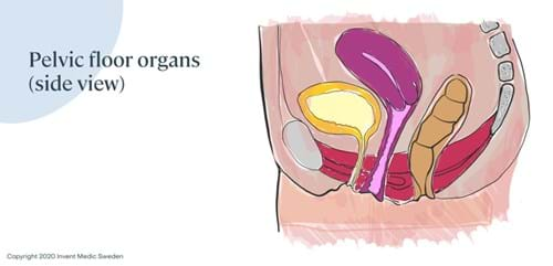 Pelvic Floor organs